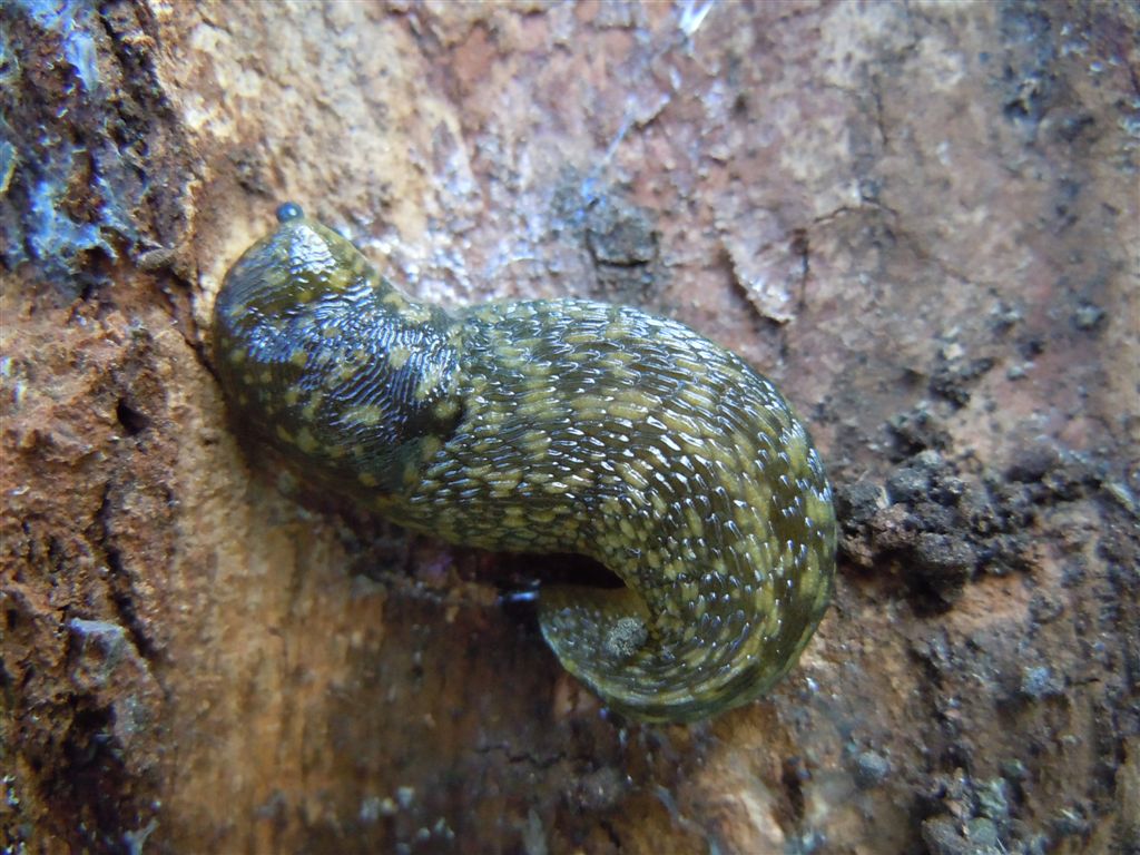 Limacus flavus sotto corteccia (NA)